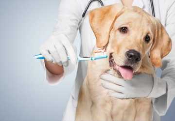 6 Tips to Maintain Your Pet’s Dental Health: Importance of Oral Care