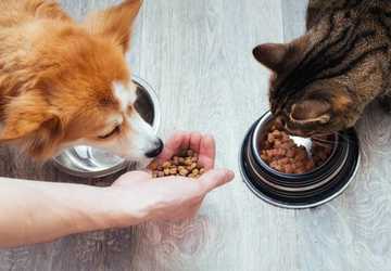 5 Best Supplements for Boosting Your Pet’s Immune System