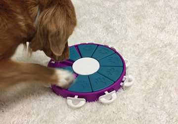 Top 10 Unique Toys to Stimulate Your Pet’s Mind