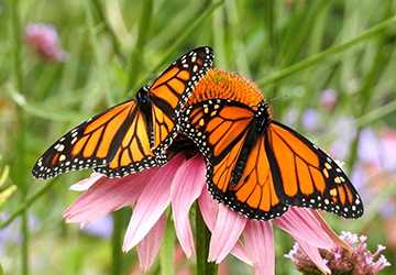 Top 10 Gorgeous Butterfly Species to Admire in Your Garden