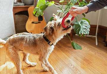 How to Tackle Common Pet Behavioral Issues: Expert Advice