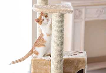 Top 10 Cat Trees That Blend With Modern Home Decor