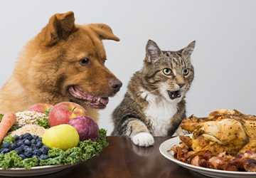 Is a Vegan Diet Safe for Your Pet?