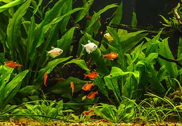 The Ultimate Aquarium Guide for Beginners